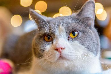 新游《凄凉地之路》上架Steam 末世探索生存